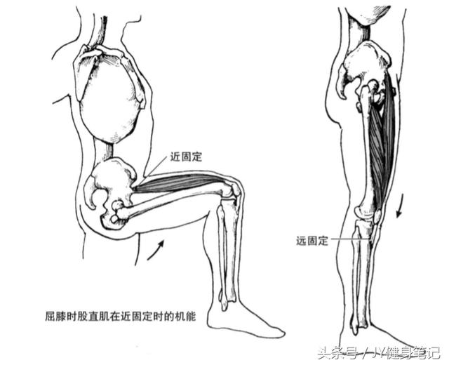 怎么练腿的各个部位 aa589a69aab8bb779f58ff105a6187efafc6b233.jpg