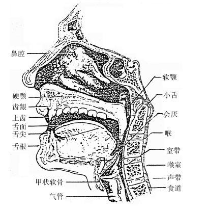 意思就是说,在唱歌的过程中,下巴,舌根和牙关这三个地方都是始终要