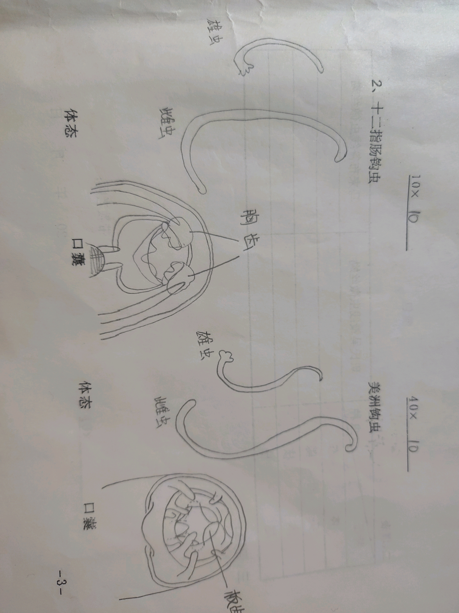 寄生虫手绘图
