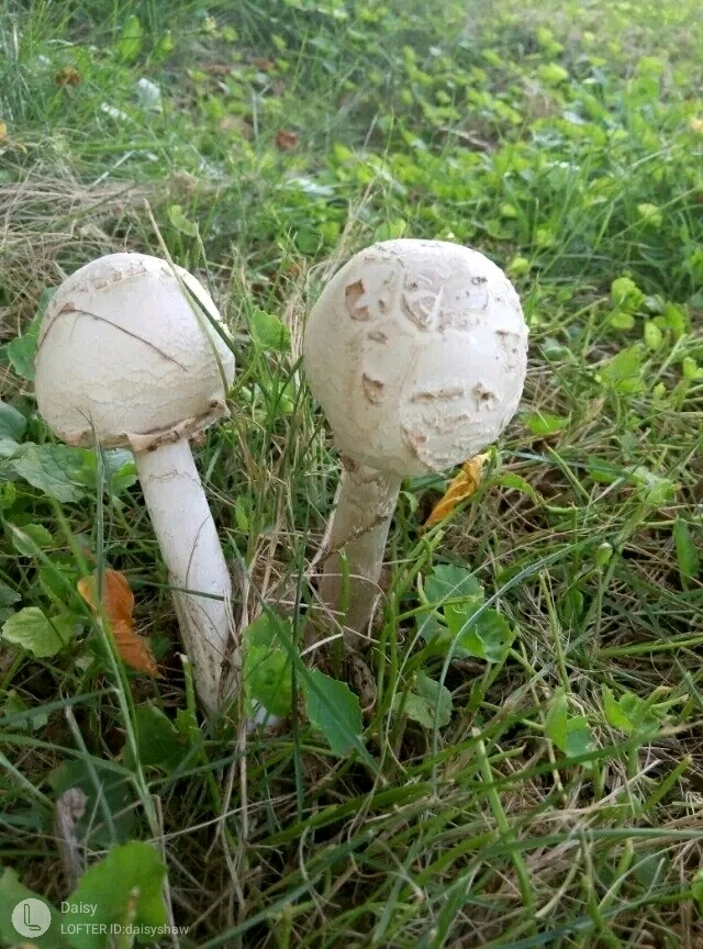 植物日志——大型真菌