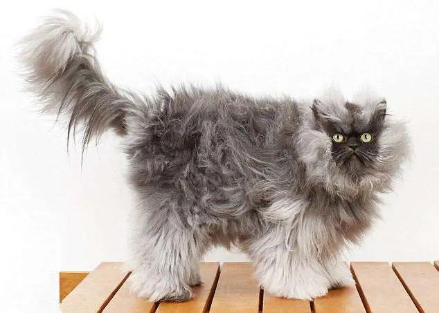 猫咪毛发枯燥无光怎么办？