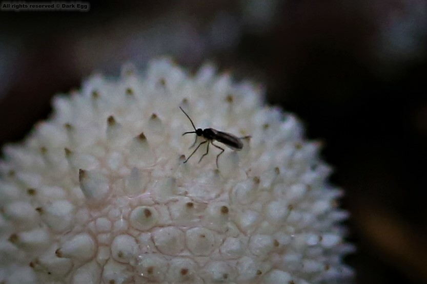 迟眼蕈蚊属 bradysia sp.