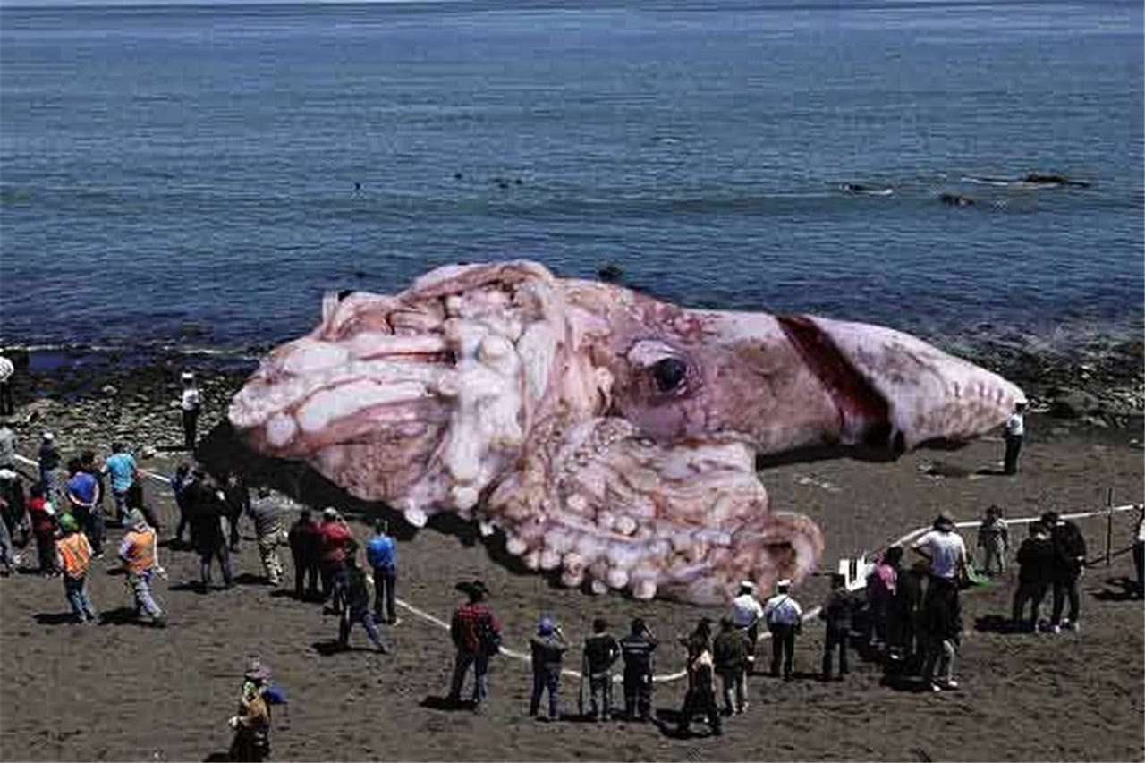 世界上最大的乌贼寿命450天能长20米长无视鲸鱼外的任何动物