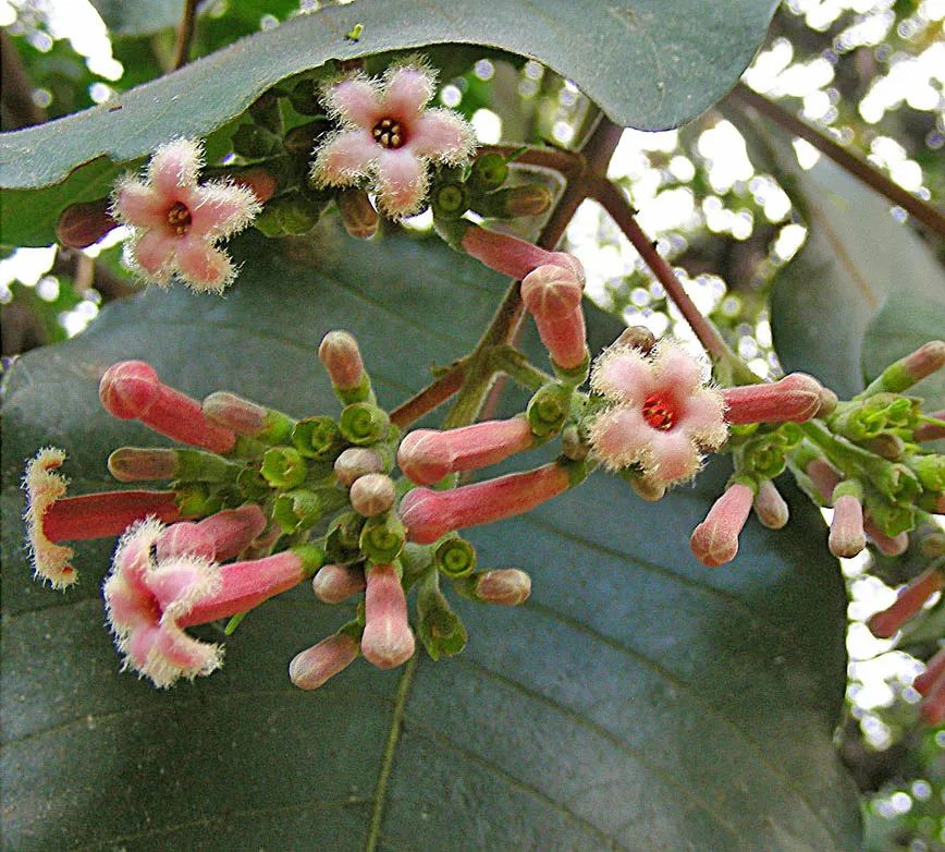 金鸡纳树(cinchona pubescens.图片来源:wikimedia