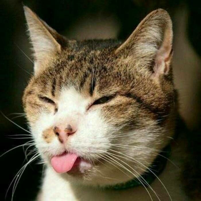 在来一张可爱的吐舌头               