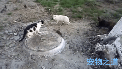 三只猫咪围观一只大老鼠了,大老鼠愤怒了,竟敢跟我装小白?