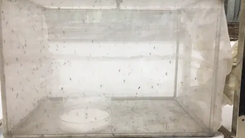 三类宝宝驱蚊手环测评:人肉测试,看看到底有没有用?