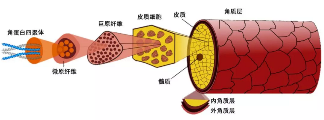 就会发现它有层层结构,一根头发包含了许多束角蛋白纤维,当发质干枯