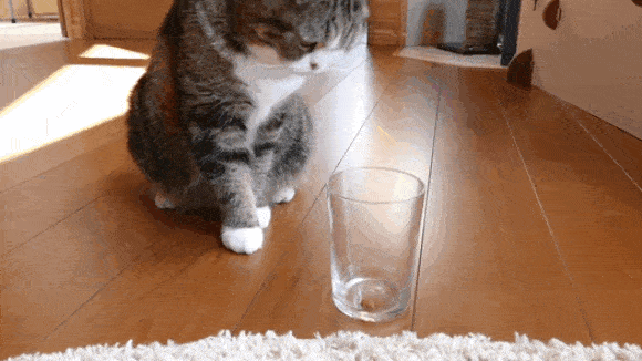 铲屎官:不,我家的是用肉做的!