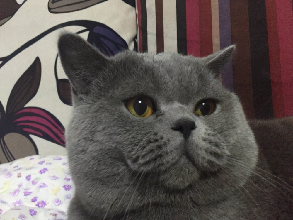 英短蓝猫掉毛吗英短蓝猫掉毛严重吗