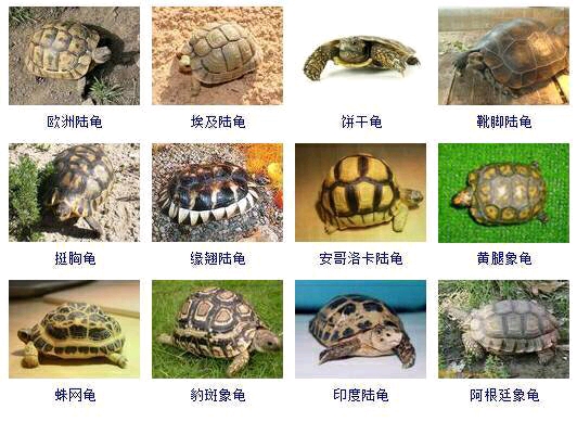 龟类图解