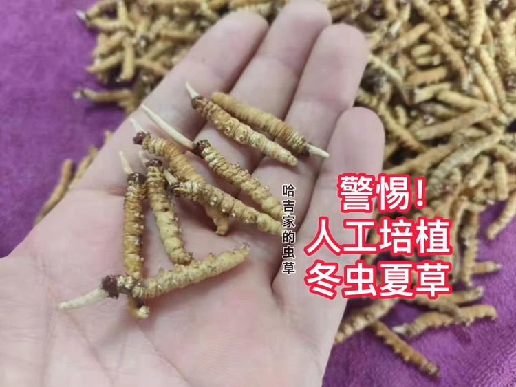 五大不同特征教你识别人工培植新鲜虫草