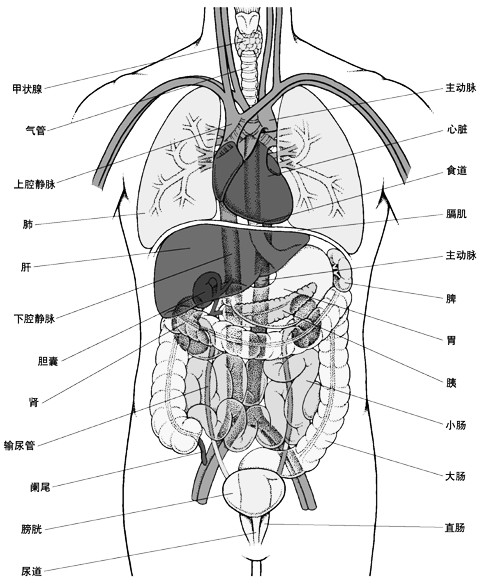 史上最全的人体(组织器官)全图