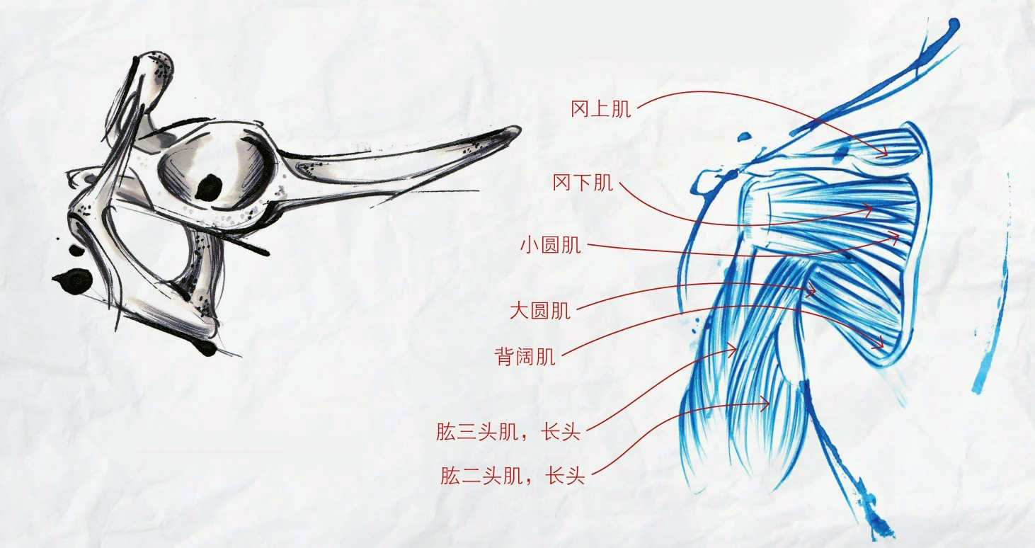 高强度训练的艺术 肩部损伤