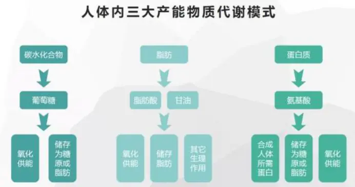 他还通过观测人体和哺乳动物的能量与物质代谢过程测定人体脂肪、蛋白质