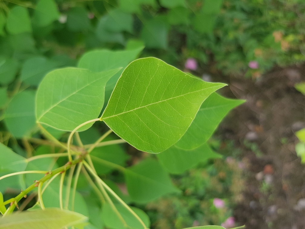 正文 乌桕  类型 落叶乔木   识别特征   叶菱形(基本全菱形叶) 其实