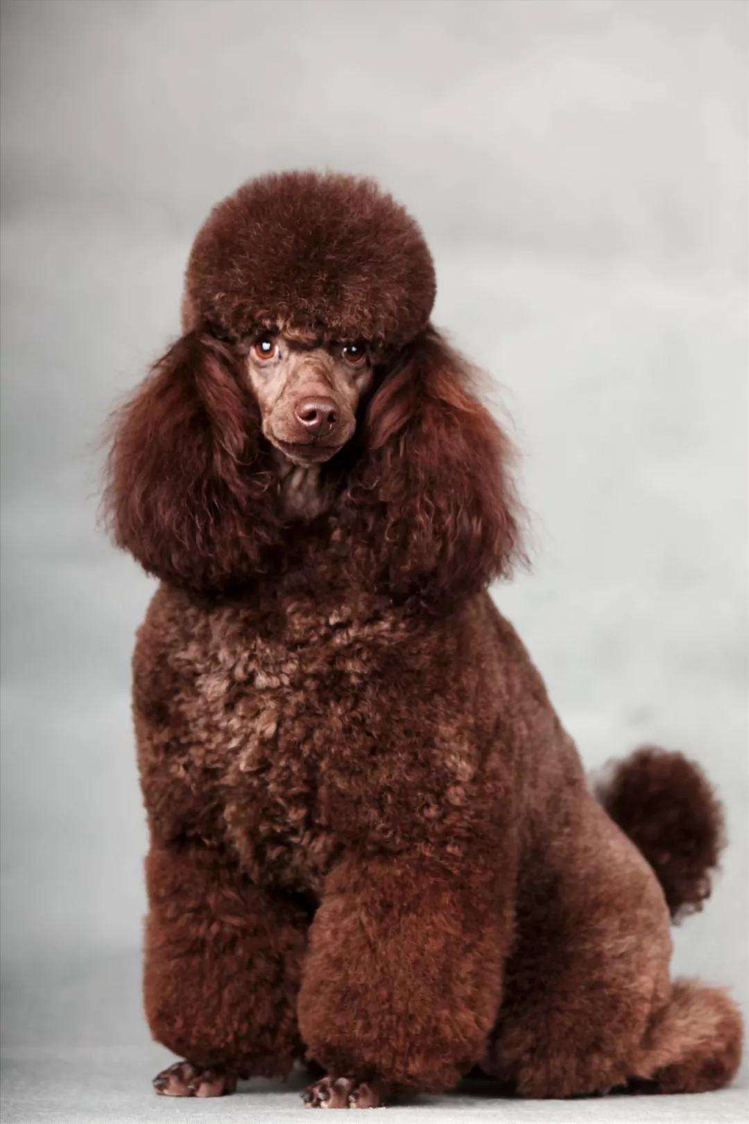 贵宾犬 le caniche