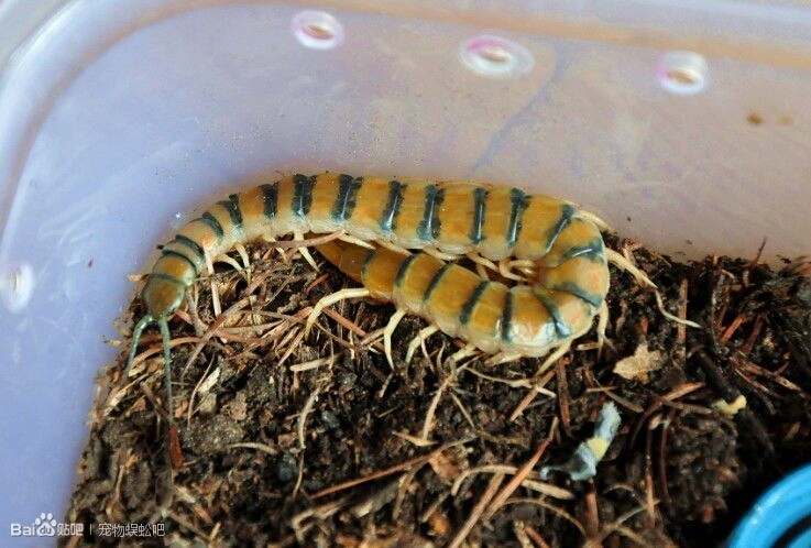 【蜈蚣之最系列】分布最广-赤蜈蚣 scolopendra morsitans