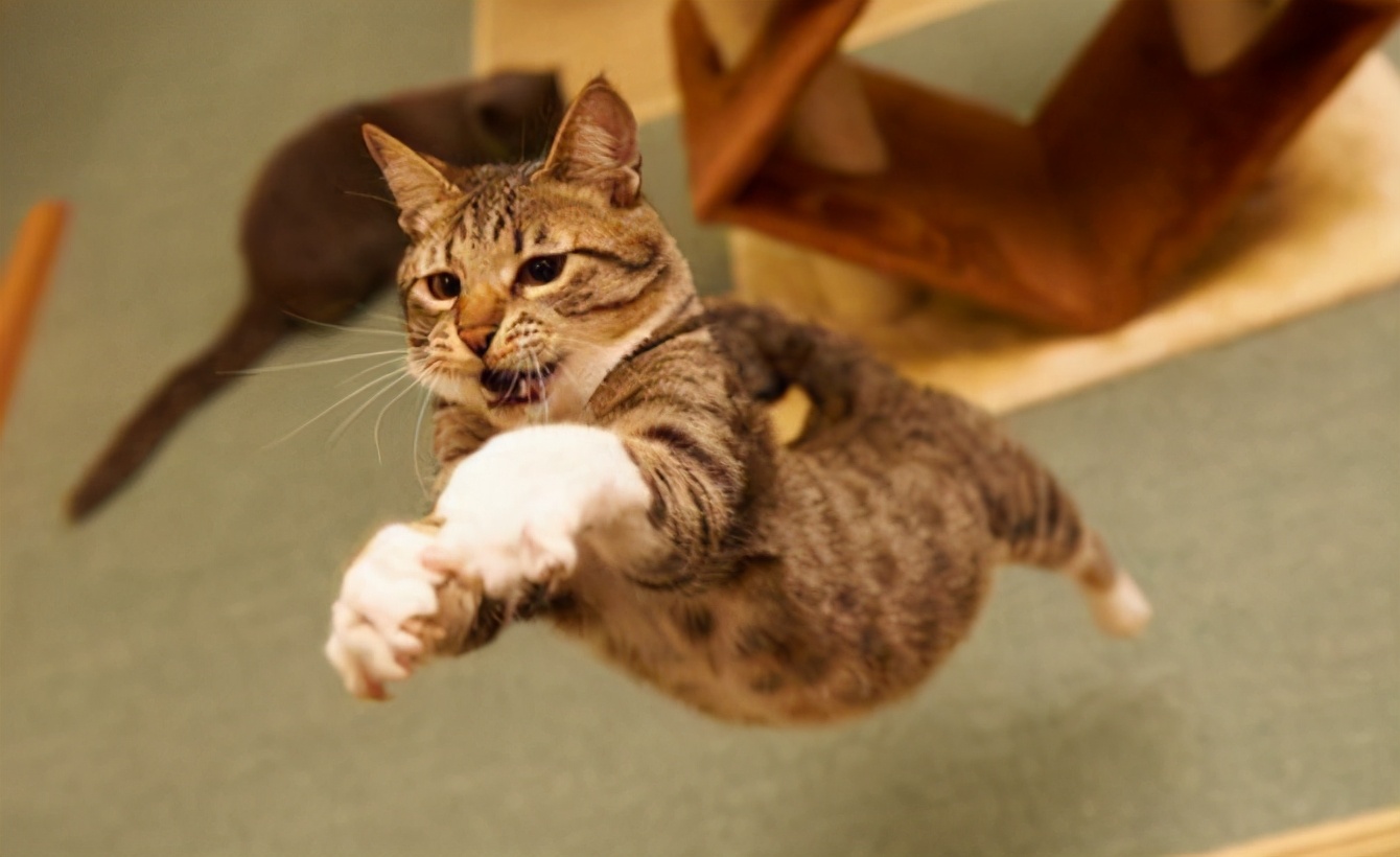 猫咪奔跑的加速度很快,甚至比飞人博尔特还要快,在短暂的时间里,爆发