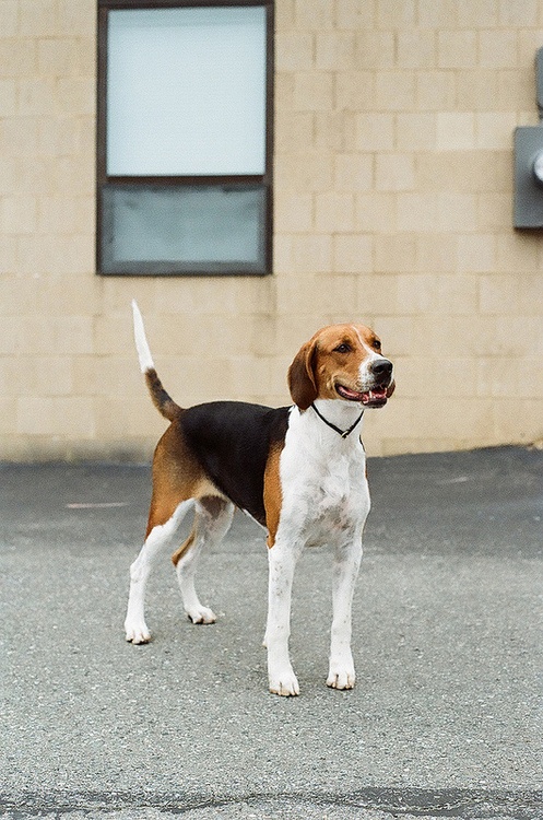 猎狐犬(foxhound)别名英国猎狐犬(englishfoxhound).