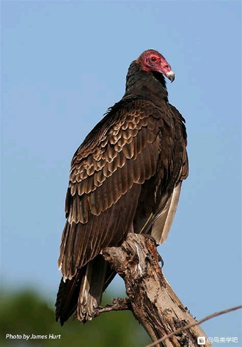  "Delicious Sharp-Tailed Grouse Recipe: A Culinary Adventure for Game Bird Enthusiasts"