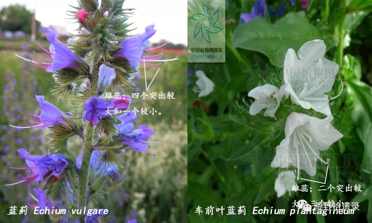 车前叶蓝蓟:基生叶多数,卵形(即椭圆或长圆状).