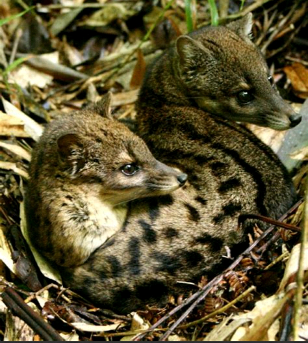 fossana)发生竞争 除了马岛灵猫,在世界上还有不少野生小型猫科动物