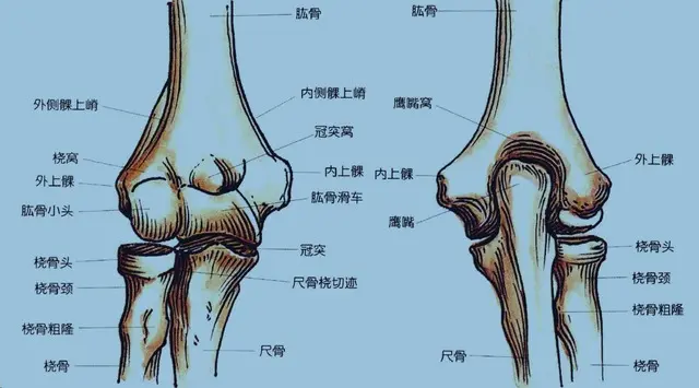 76、手阳明大肠经：（12）肘髎