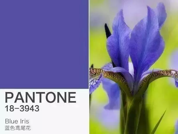 pantone流行色历年,pantone流行色年度 pantone 18-3943 blue iris ( 鸢尾蓝) 一个美丽的平衡蓝紫色,作为