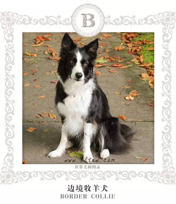 生活 萌宠 【转载】世界犬种图录(上)寻血猎犬 bloodhound 体型: 大型