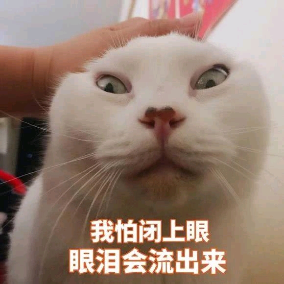 喵喵的表情包 可能会发重复.见谅