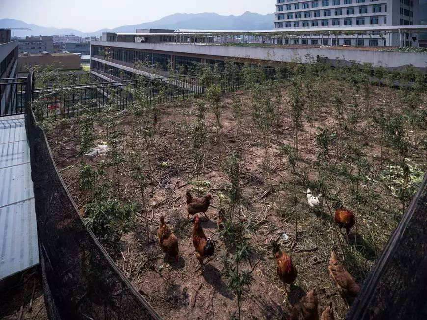 在楼顶养鸡,鸡粪如何处理呢,记住这些方法!