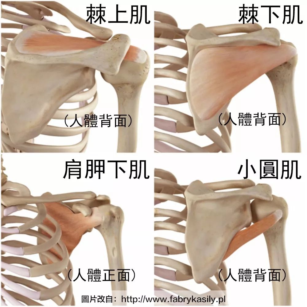 疼痛,姿势评估我们发现他肱骨前移了,以前我们的思路是他前侧的肌肉