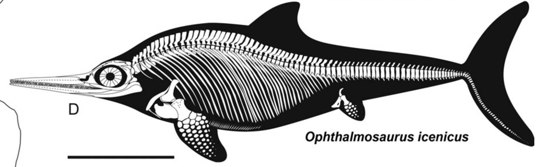 科技 自然 结合鱼龙和海豚科的演化谈谈嘬鱿鱼 大眼鱼龙类在食性和