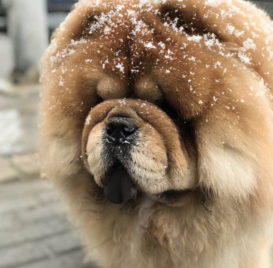 雍容的贵族——松狮犬的喂养 挑选以及美容注意事项等统统在这里