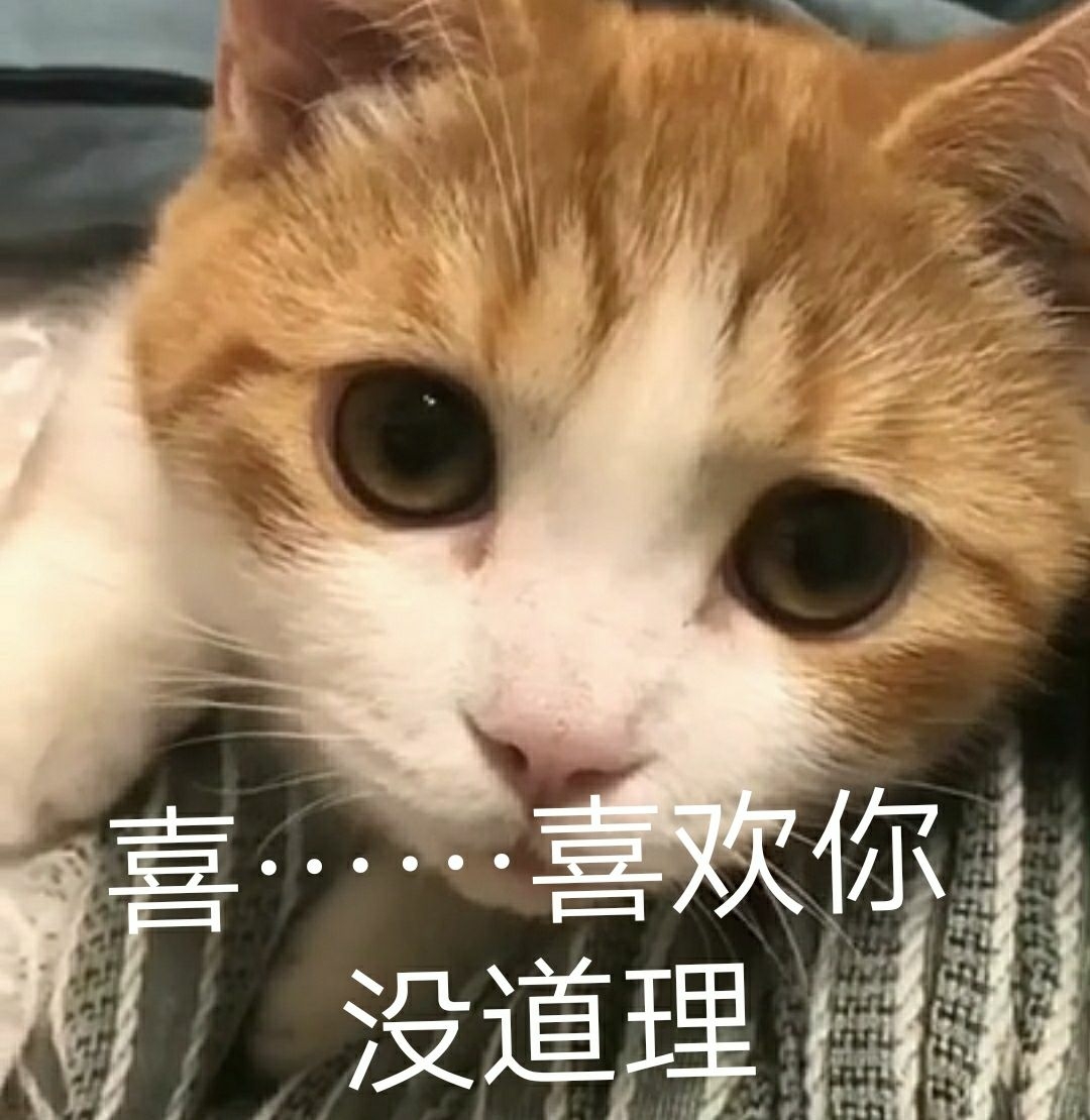 这是三猫与花花家的小猫咪呀