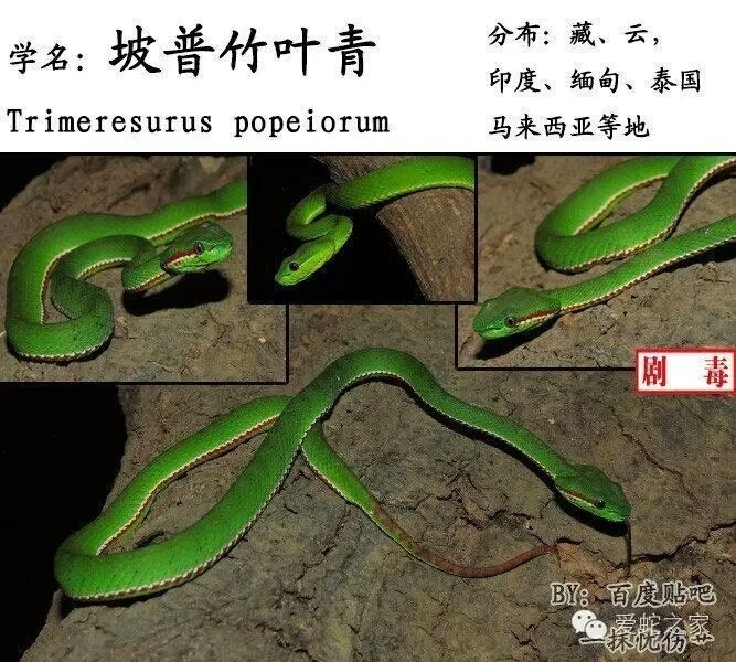 242. trimeresurus popeiorum 坡普竹叶青蛇smith, 1937