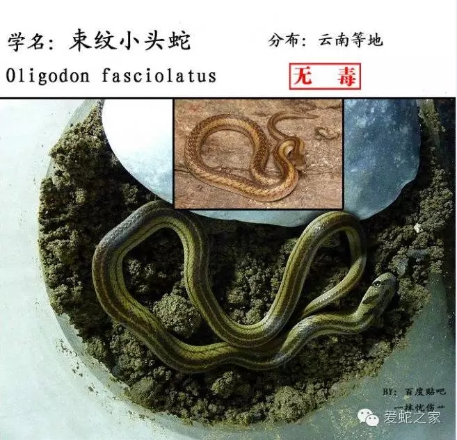 中国蛇类图鉴及名录2017(上)