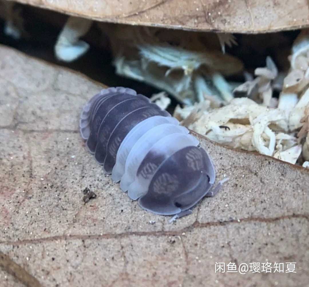 宠物鼠妇部分品种欣赏一