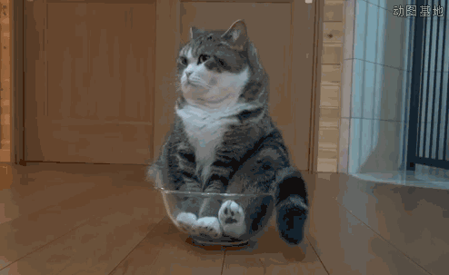 猫咪睡觉摇尾巴是在装睡?带你一探究竟