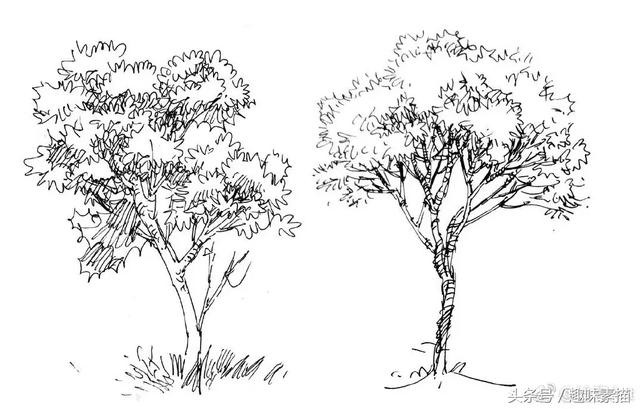 练完这些植物手绘，麻麻再也不用担心我画不好风景速写啦!