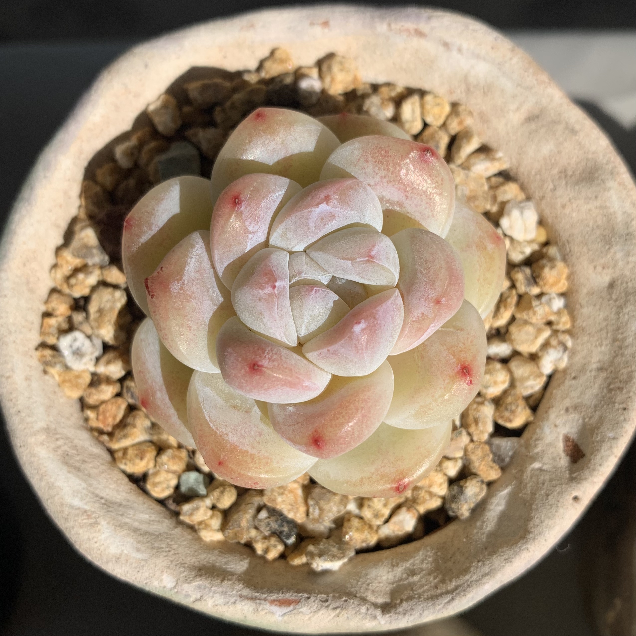 有很多"多肉人"都很喜欢冰玉这个品种吧～ 有没有相同爱好的来交流一