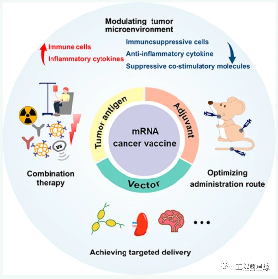 Mrna