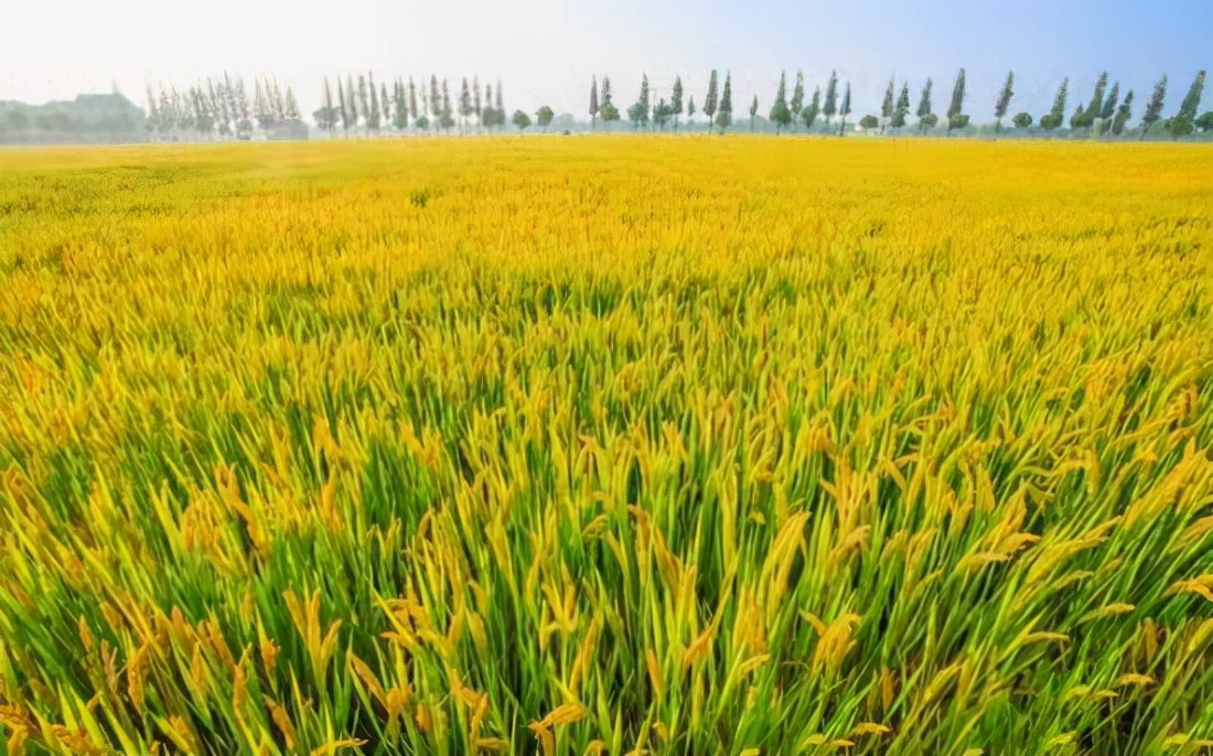 中国又火了,杂交水稻创新高,亩产1326.77公斤,再也不愁没饭吃