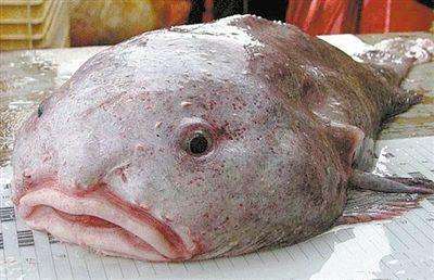 到底深海鱼为什么丑?互相看不见吗?