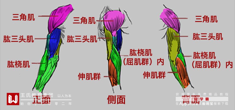 手臂的结构是由上臂的三角肌, 肱三头肌,肱二头肌,肱肌和下臂的肱桡肌