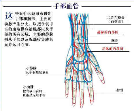 史上最全的人体(组织器官)全图