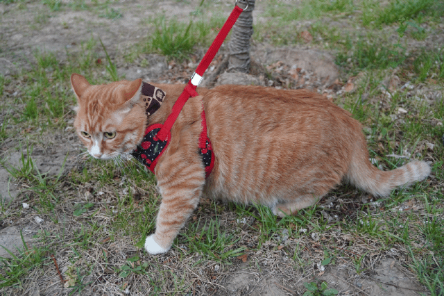 14斤大橘的遛猫记录gif