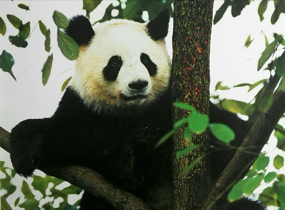 果果(冰冰)家族族谱