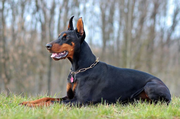 杜宾犬